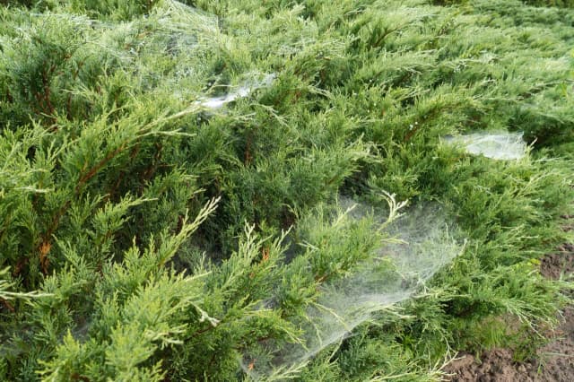 Jak usunąć pajęczyny z elewacji - sprawdzone sposoby na czystość Jak usunąć pajęczyny z elewacji - sprawdzone sposoby na czystość